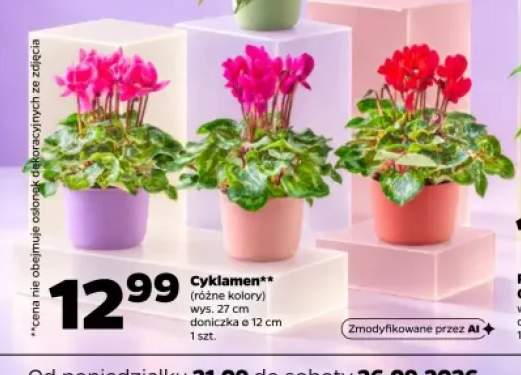 Cyklamen