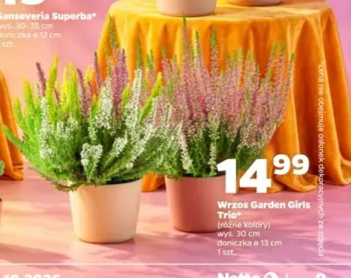Wrzos Garden Girls Trio