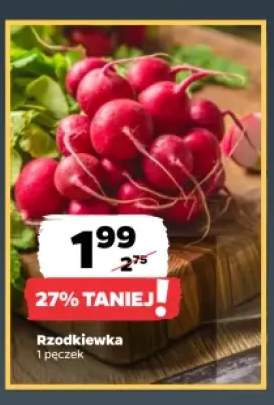 Rzodkiewka