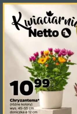Chryzantema