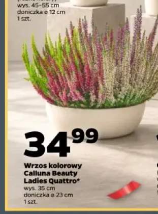 Wrzos kolorowy Calluna Beauty Ladies Quattro