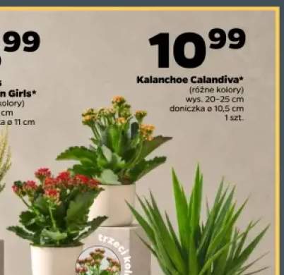 Kalanchoe Calandiva