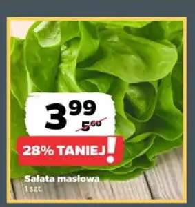 Sałata masłowa
