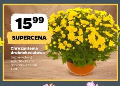 Chryzantema drobnokwiatowa
