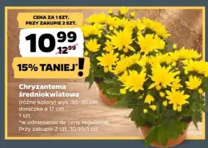 Chryzantema średniokwiatowa