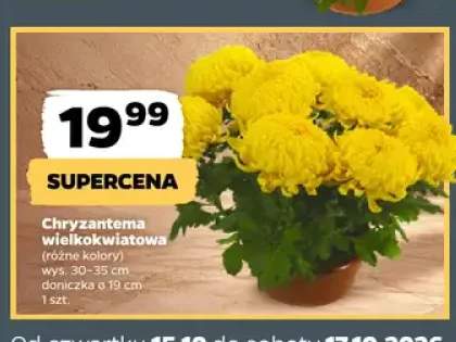 Chryzantema wielkokwiatowa