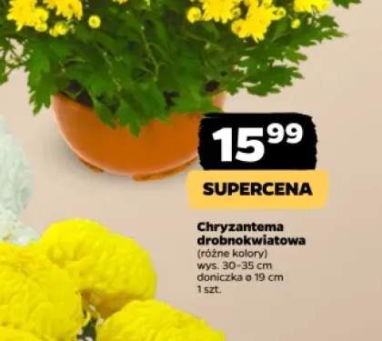 Chryzantema drobnokwiatowa