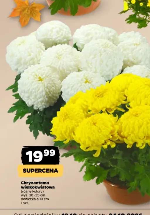 Chryzantema wielkokwiatowa