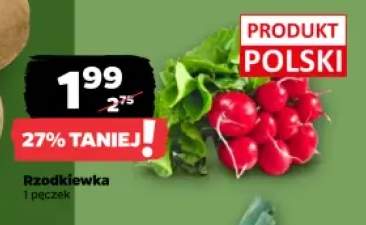 Rzodkiewki