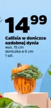Callisia w doniczce ozdobnej dynia