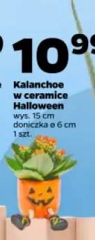 Kalanchoe w ceramice Halloween
