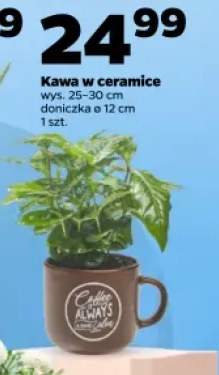 Kawa w ceramice