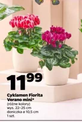 Cyklamen Fiorita Verano mini
