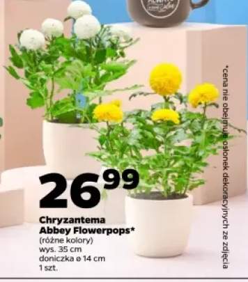 Chryzantema Abbey Flowerpops