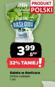 Sałata w doniczce z Zieleniaka