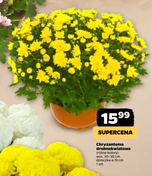 Chryzantema drobnokwiatowa