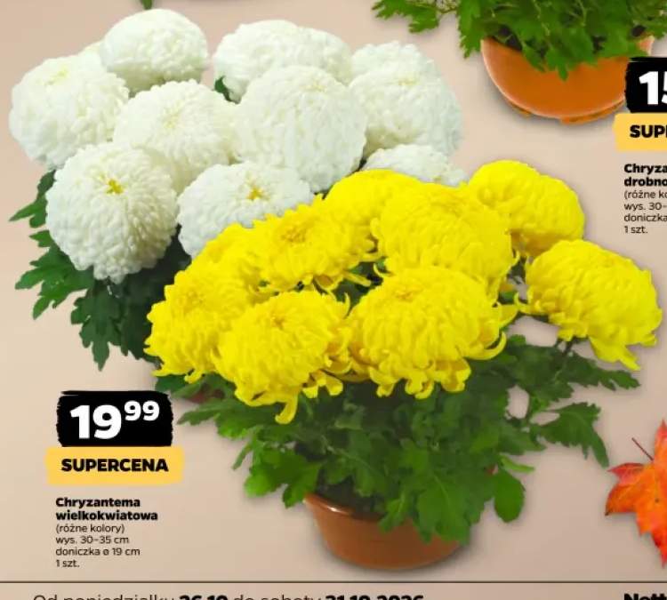 Chryzantema wielkokwiatowa