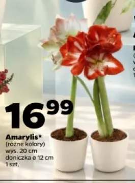 Amarylis